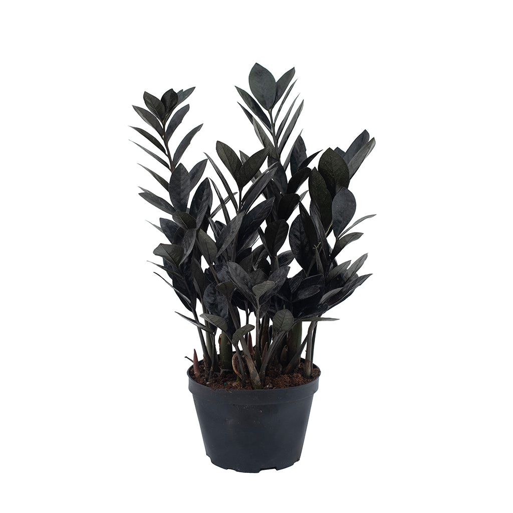 raven zz plants Zamioculcas/Zz Plant Raven 6"