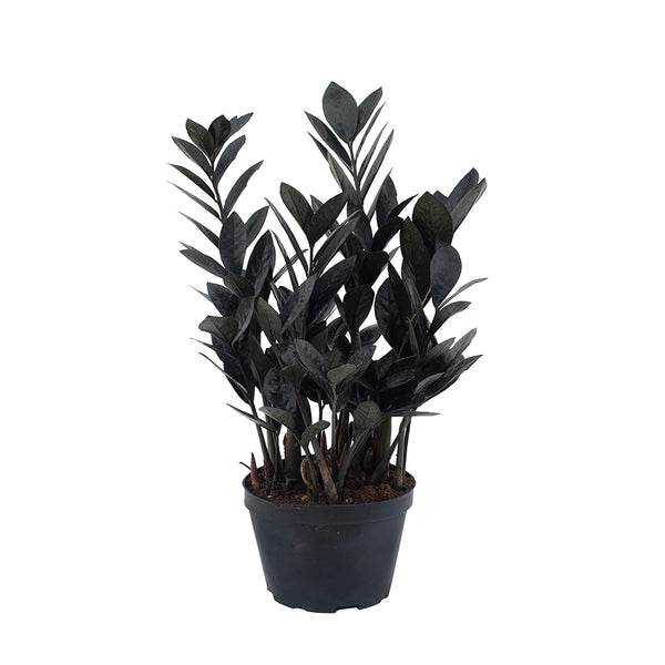 Zamioculcas/Zz Plant Raven 6
