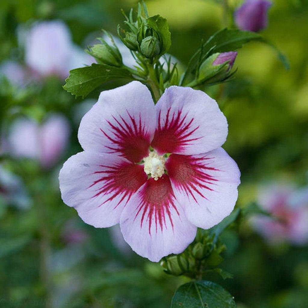 Orchid Satin® Rose Of Sharon # 2 PW Cont