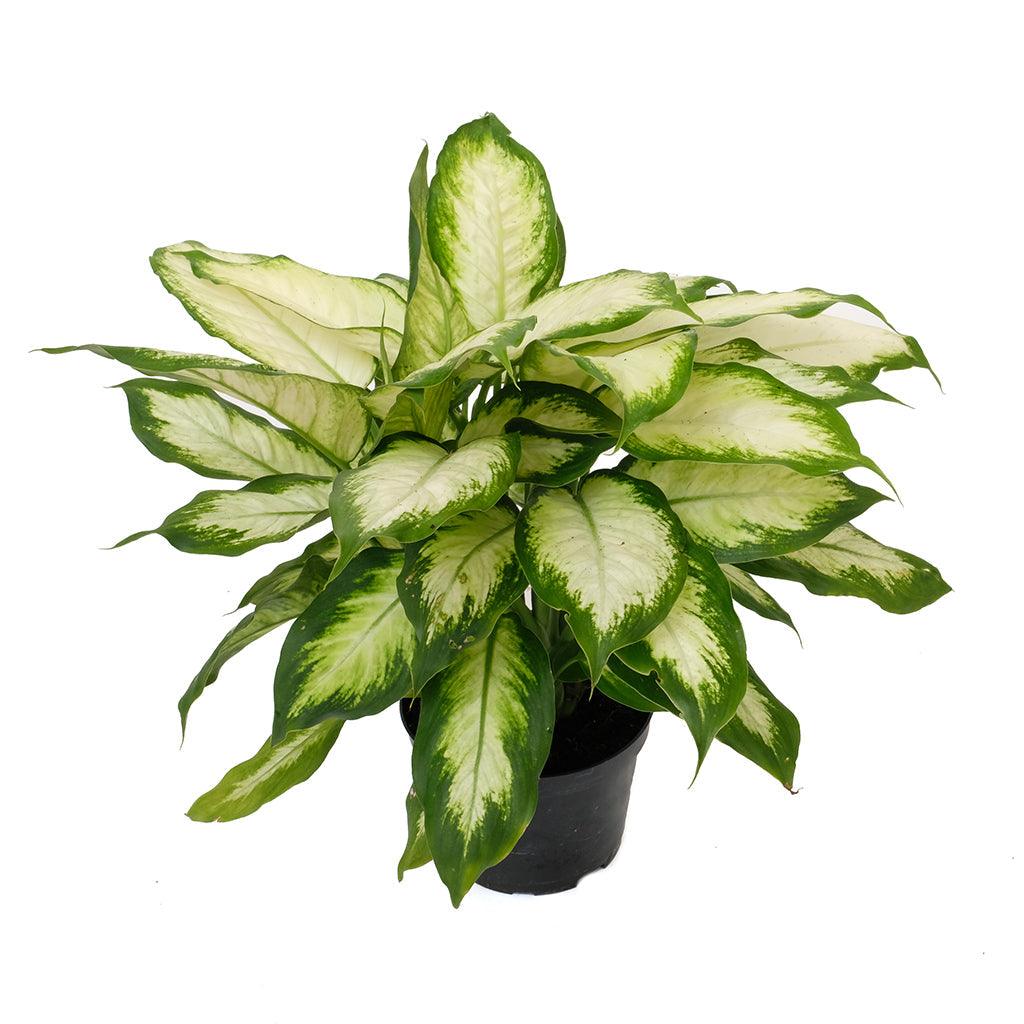 dieffenbachia anne Dieffenbachia Camille