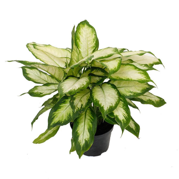 dieffenbachia jimena Dieffenbachia Camille