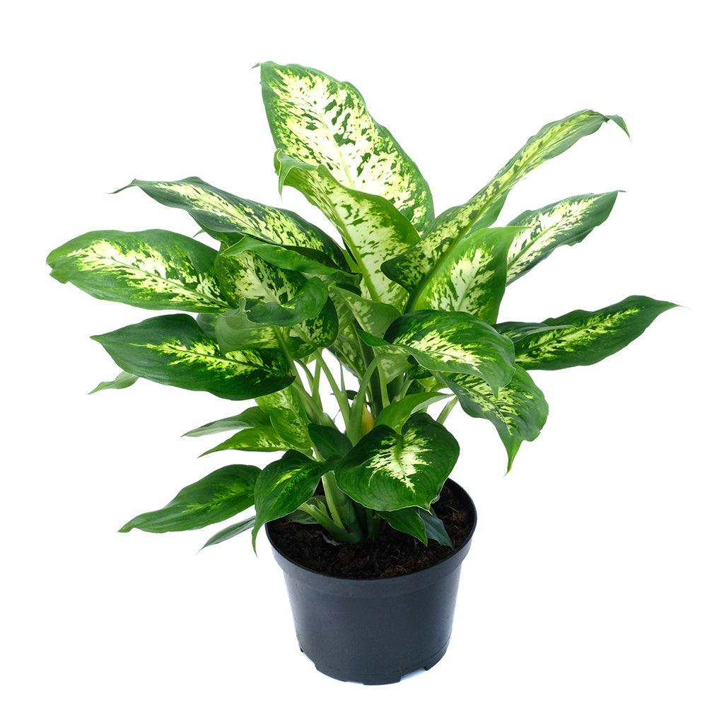dieffenbachia perfection compacta Dieffenbachia Perfection Compact 6"