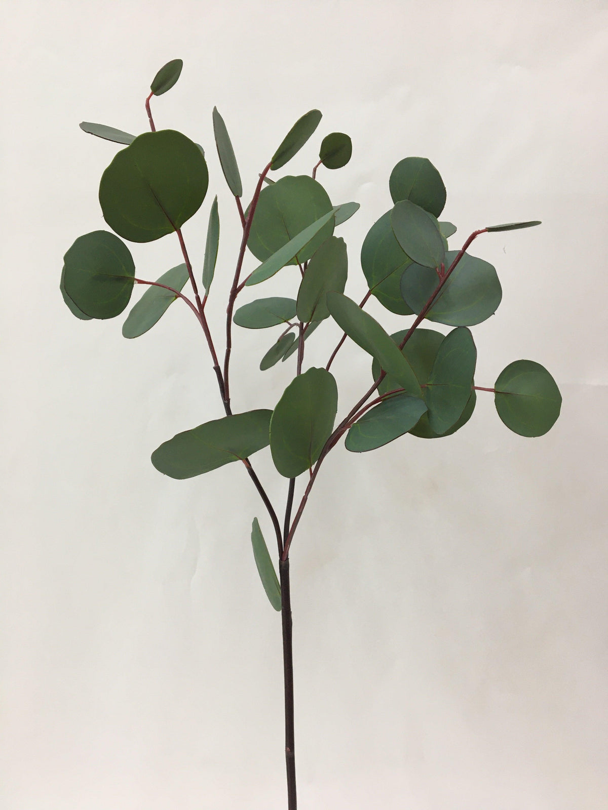 Everlasting Eucalyptus Leaves
