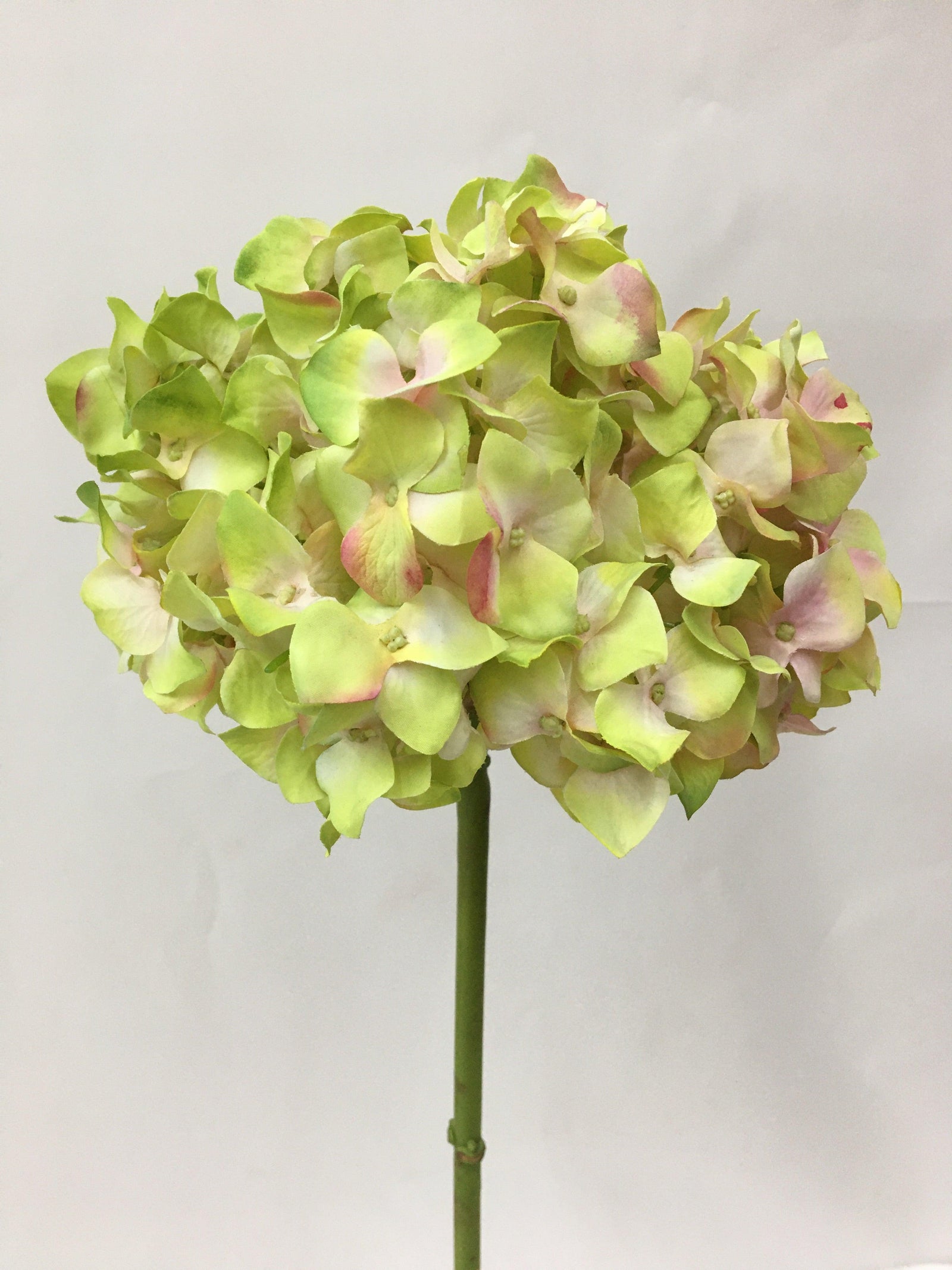 Everlasting Hydrangea Without Leaves 18.5"