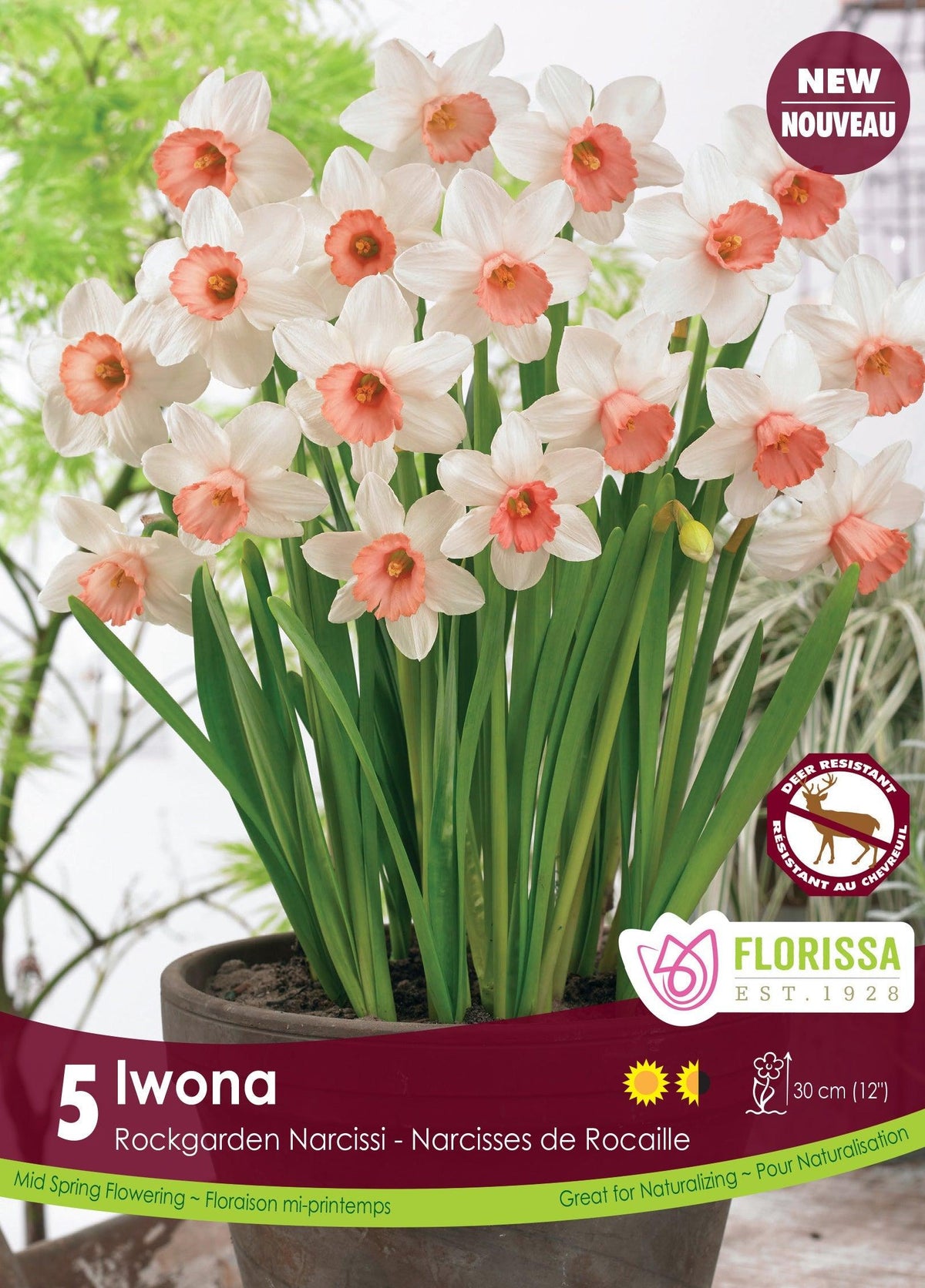 Narcissus Rockgarden Iwona 5/Pkg