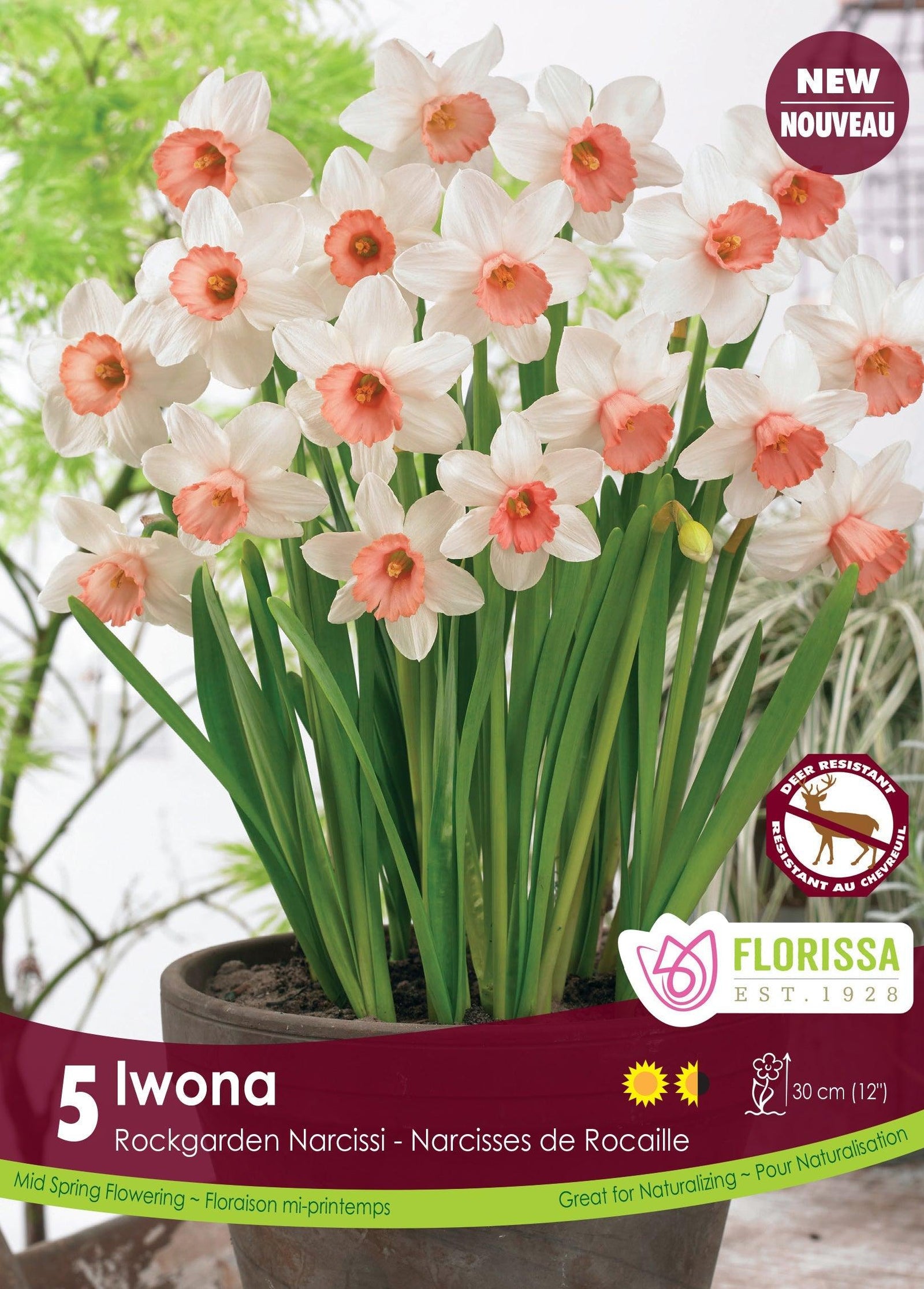 Narcissus Rockgarden Iwona 5/Pkg