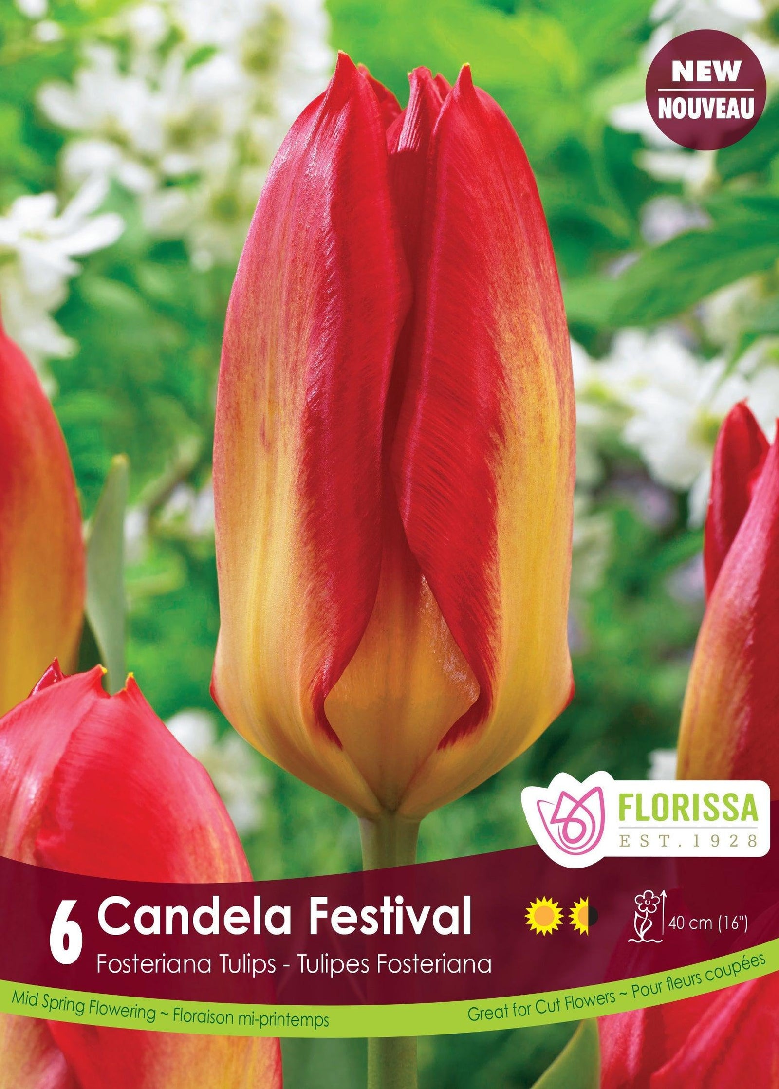 Candela Festival 6/Pkg