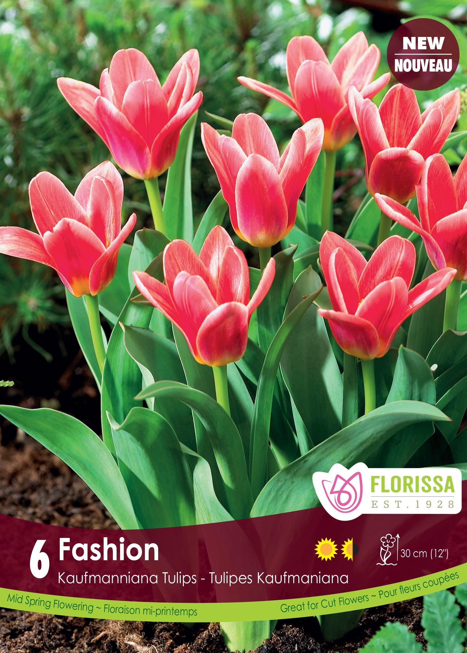 Fashion Kaufmanniana Tulip 6/Pkg