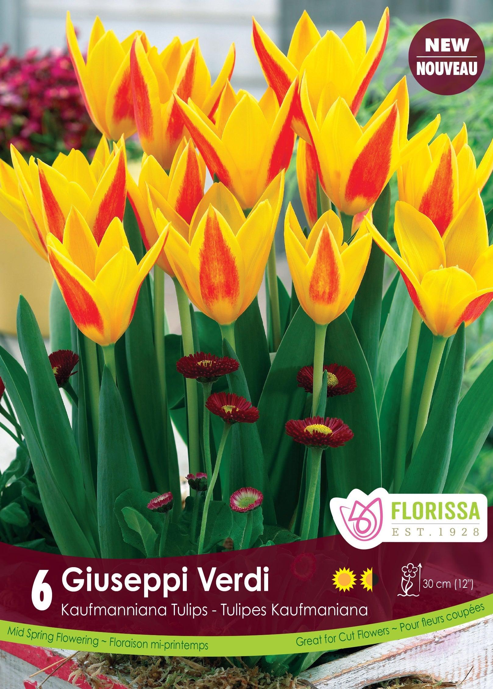 Giuseppi Verdi Kaufmanniana Tulip 6/Pkg