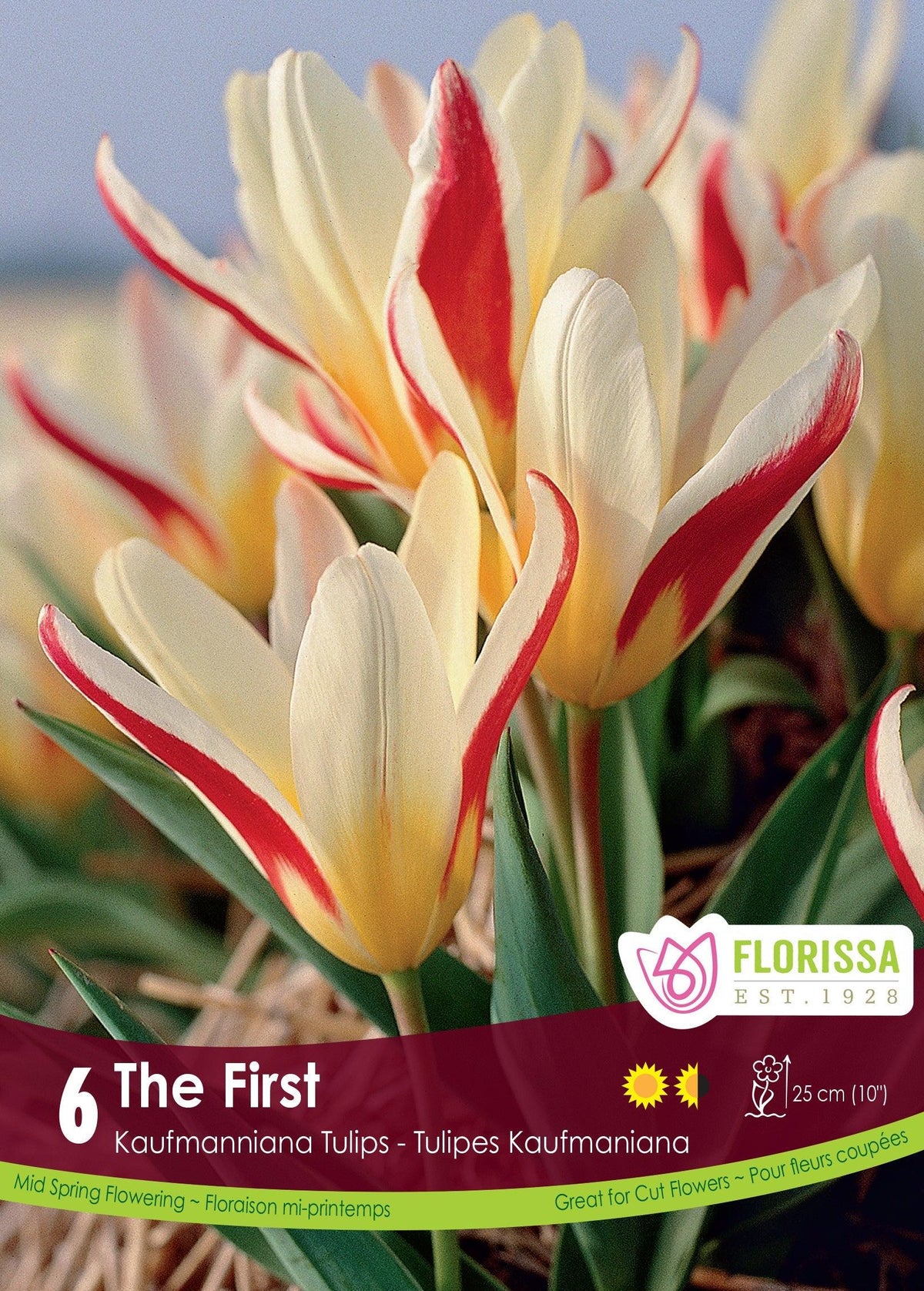 The First Kaufmanniana Tulip 6/Pkg