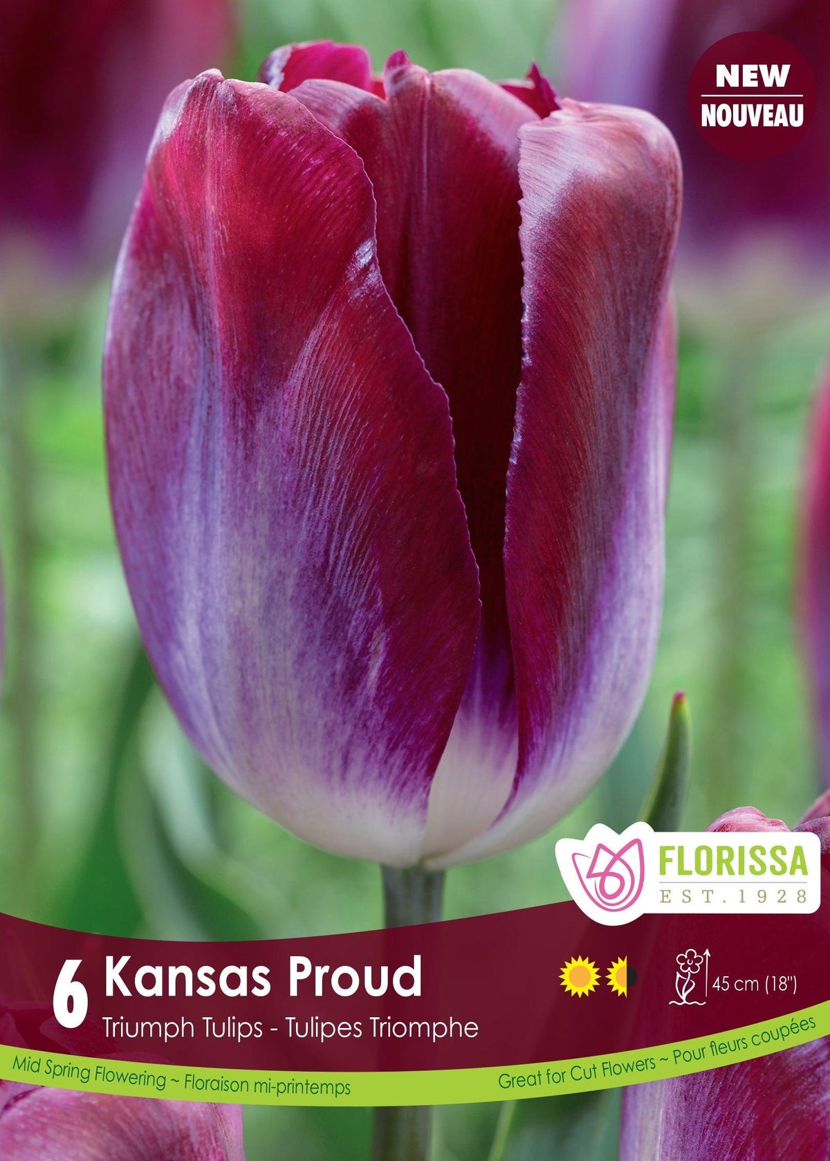 Kansas Proud Tulip 6/Pkg