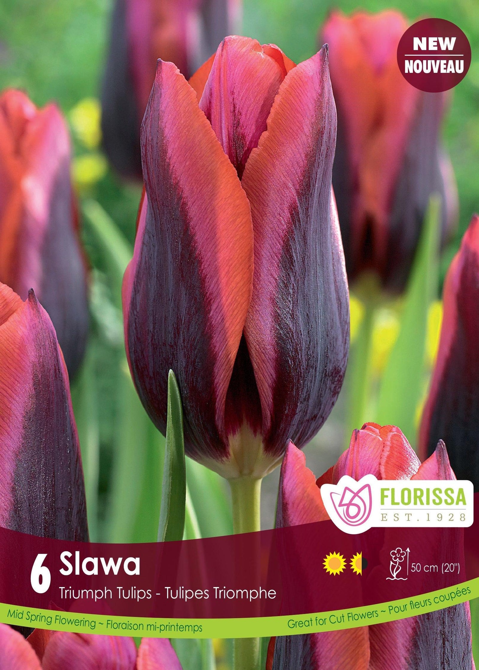 Tulip Slawa 6/Pkg