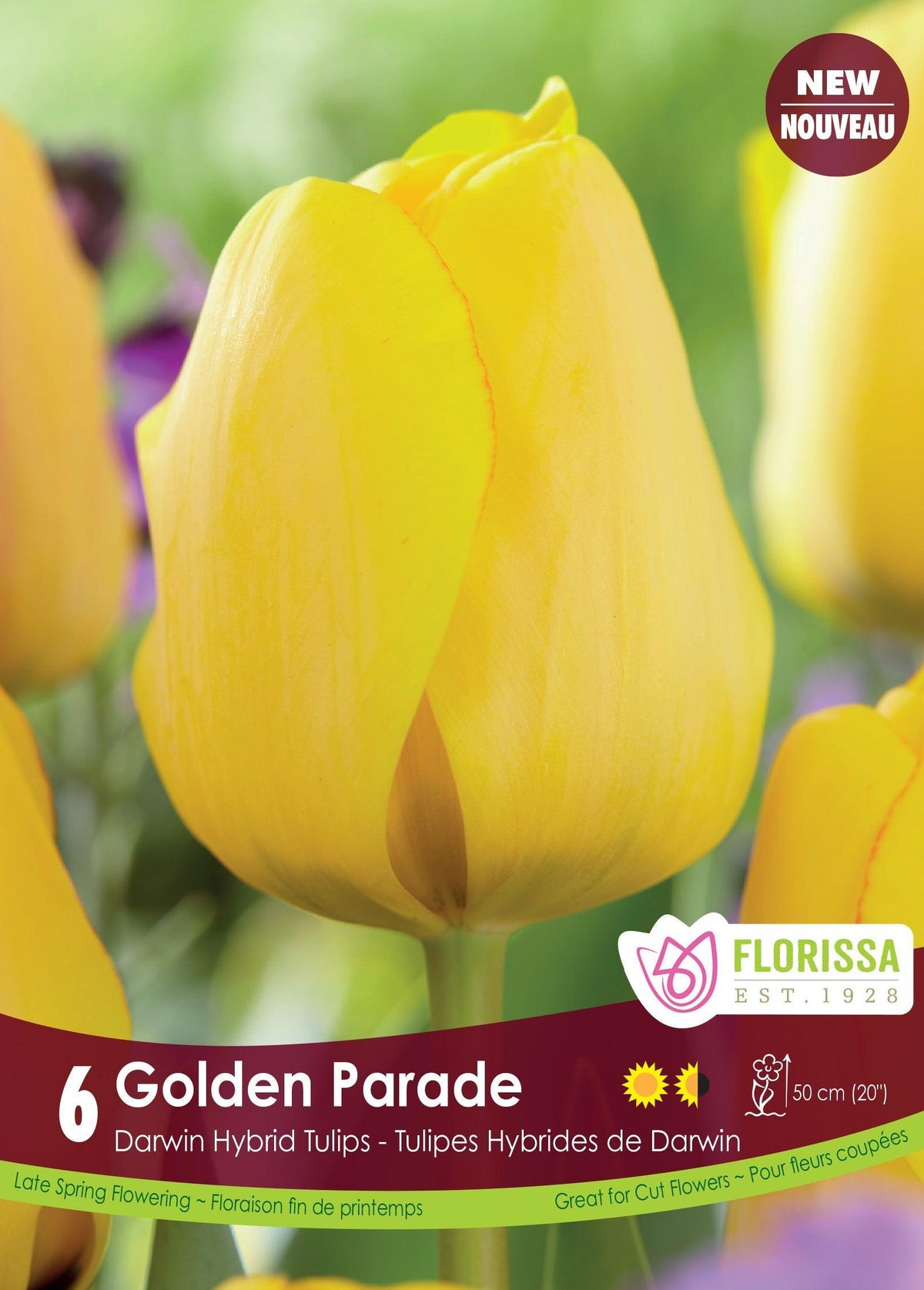 Golden Parade Tulip 6/Pkg