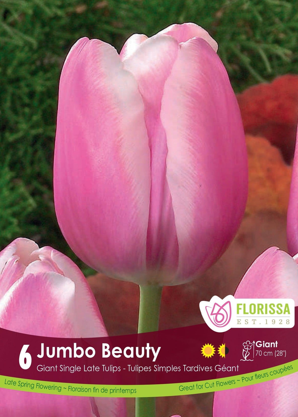 Jumbo Beauty Tulip 6/Pkg