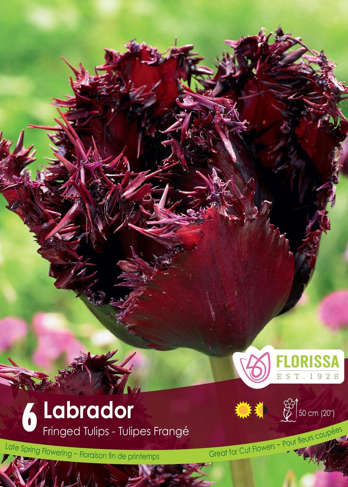 Tulip Labrador 6/Pkg