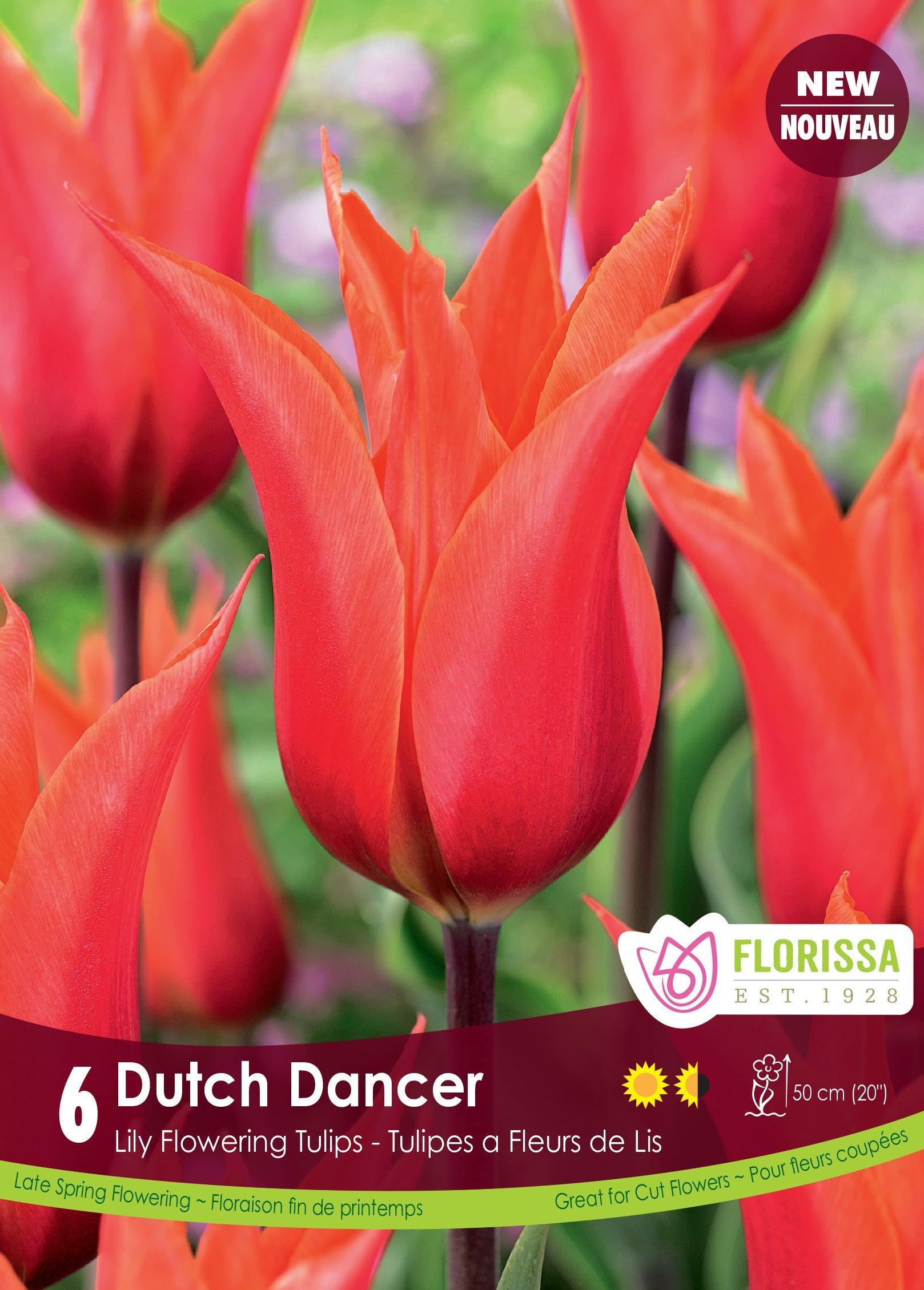 Dutch Dancer Lily Flowering Tulip 6/Pkg
