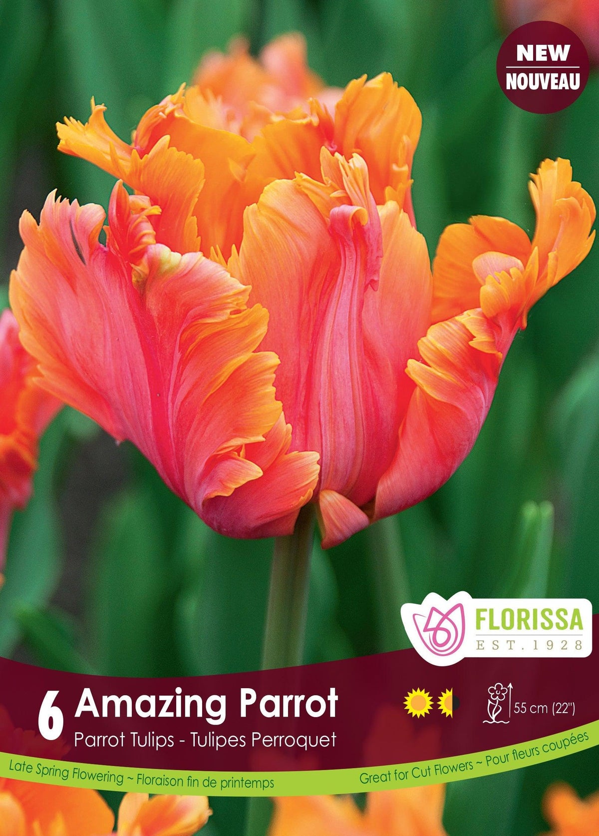 Amazing Parrot Tulip 6/Pkg