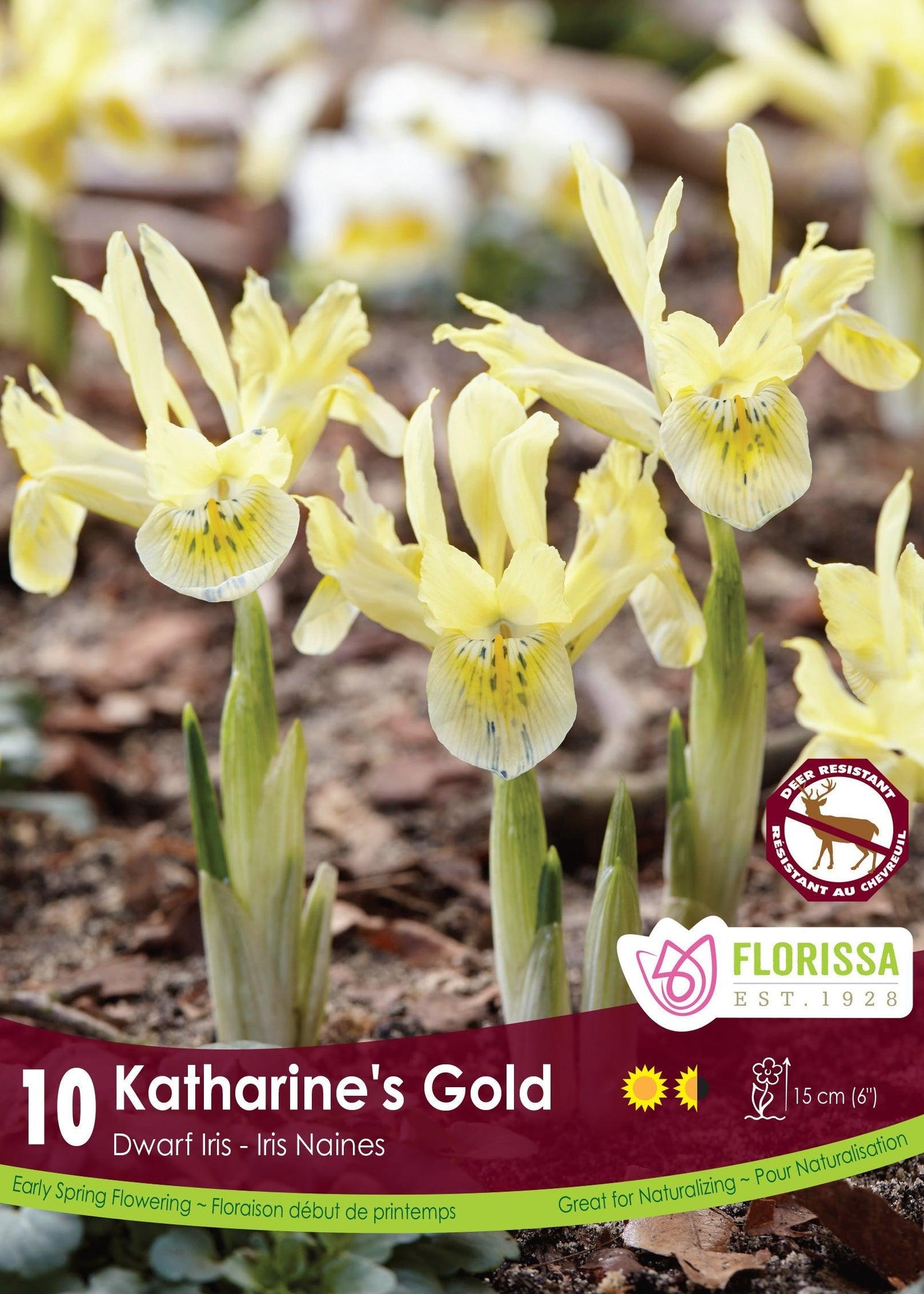 Iris Dwarf Katharines Gold 10/Pkg