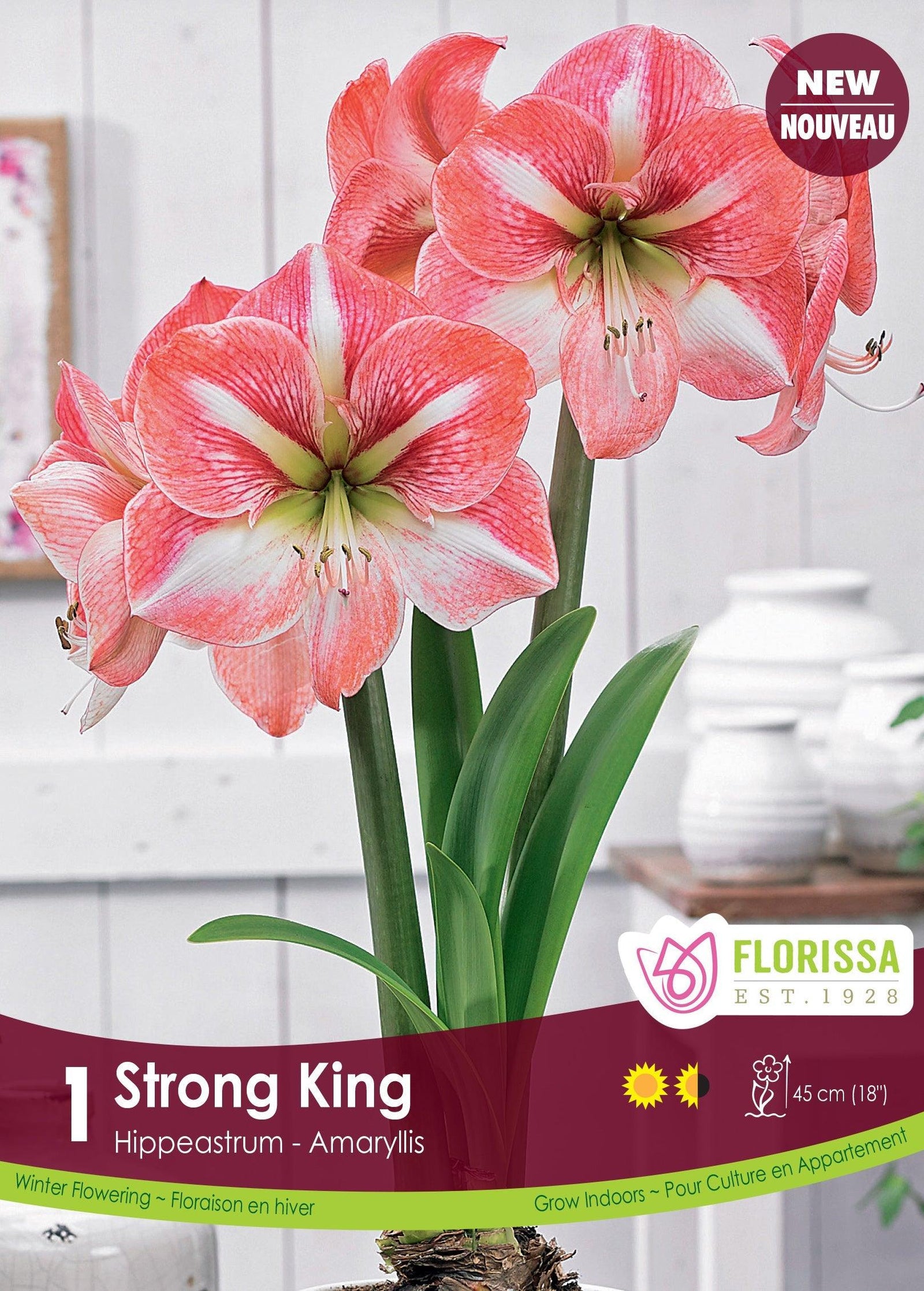 Strong King Winer Delight Amaryllis 1/Pkg