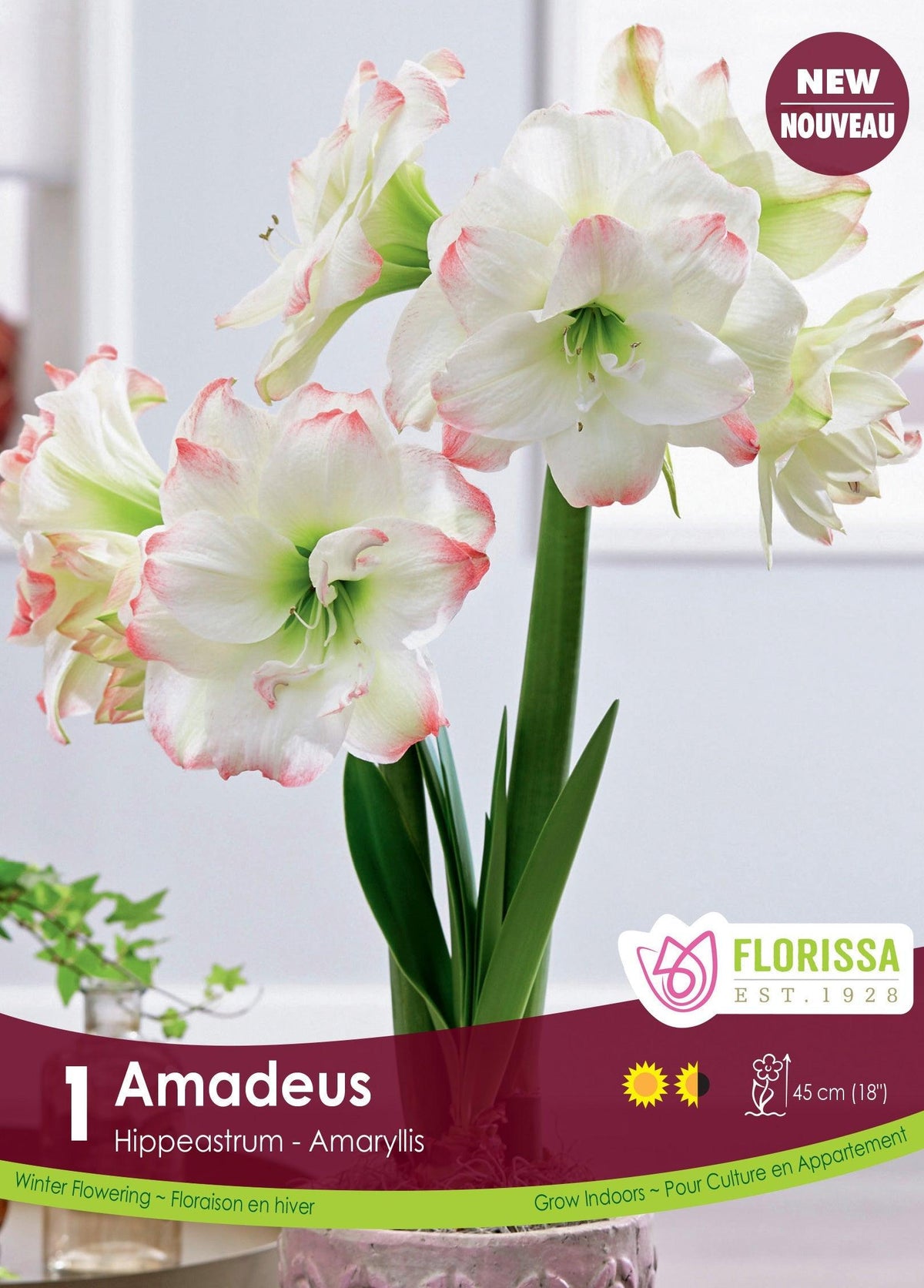 Amaryllis Amadeus Candy 1/Pkg