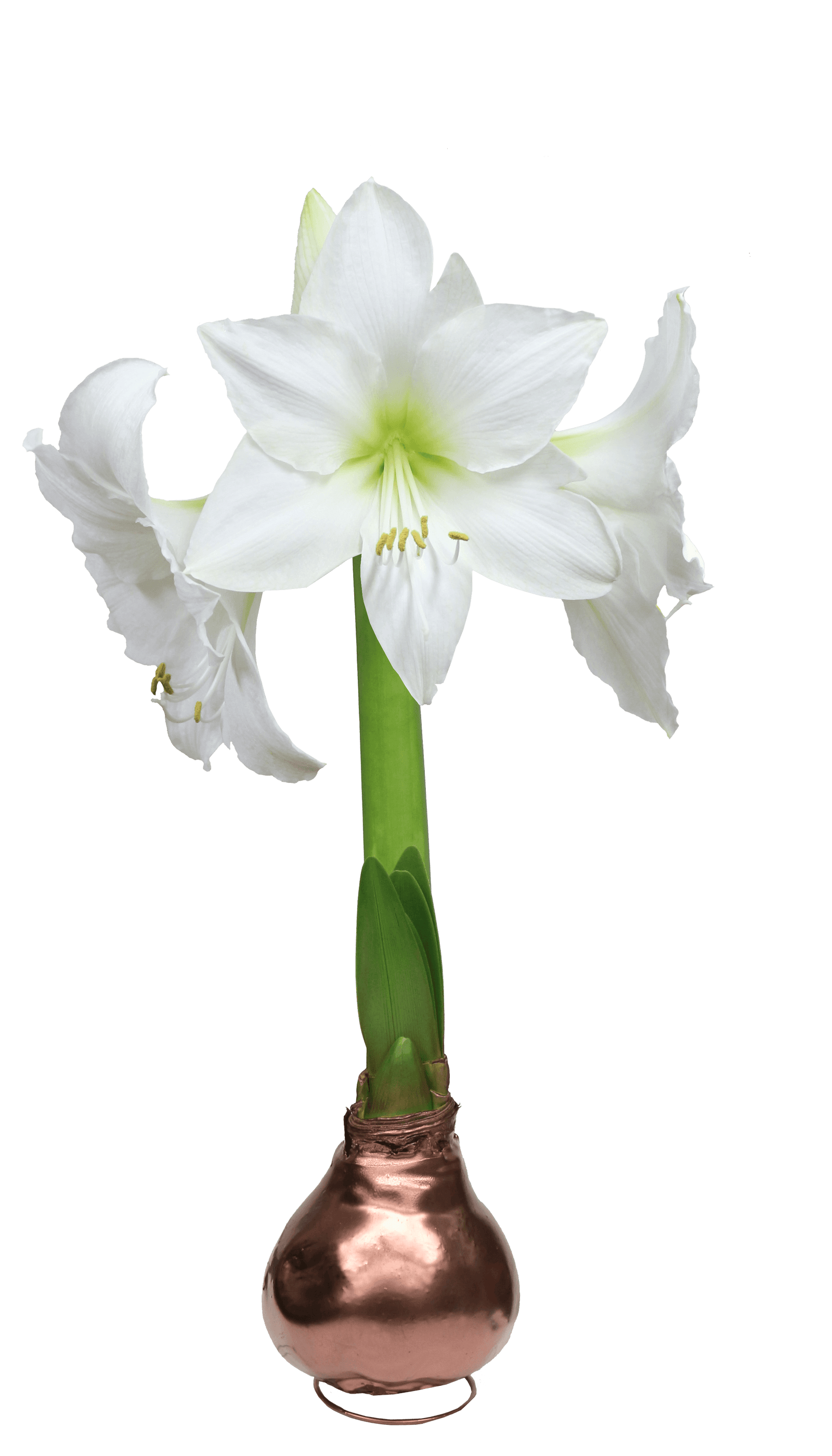 Wax Amaryllis Gift Bulb Kit Assorted