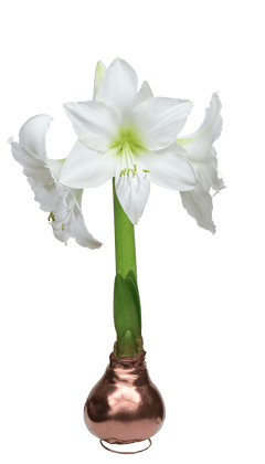 Wax Amaryllis Gift Bulb Kit Assorted - Sheridan Nurseries Online