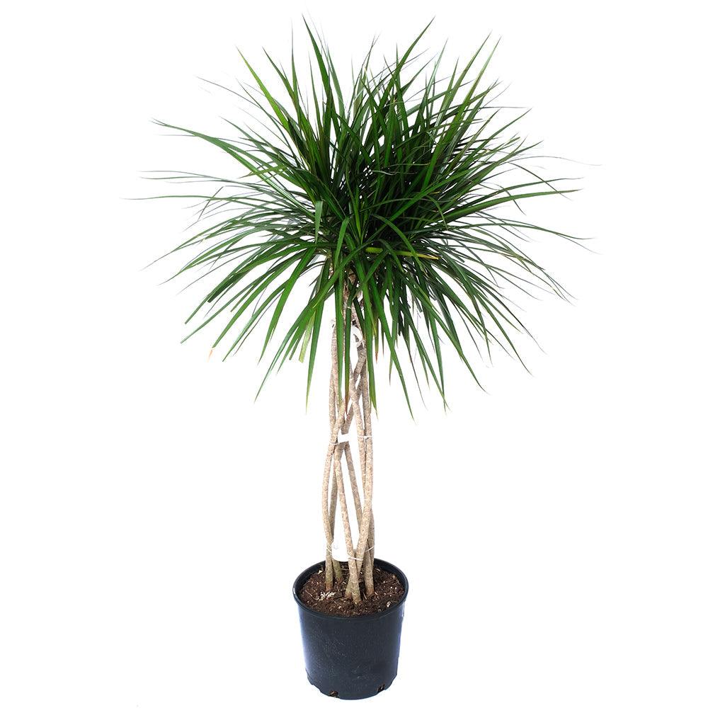 catalina dracaena Dracaena Marginata Open Weave 10"