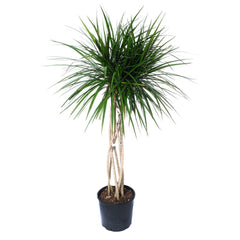 dracaena marginata open weave charcoal Dracaena Marginata Open Weave 10"