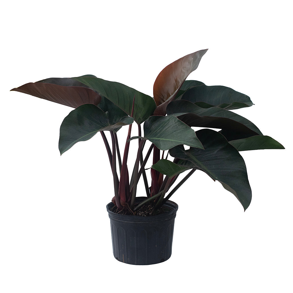 Philodendron/Red Congo 10&quot;