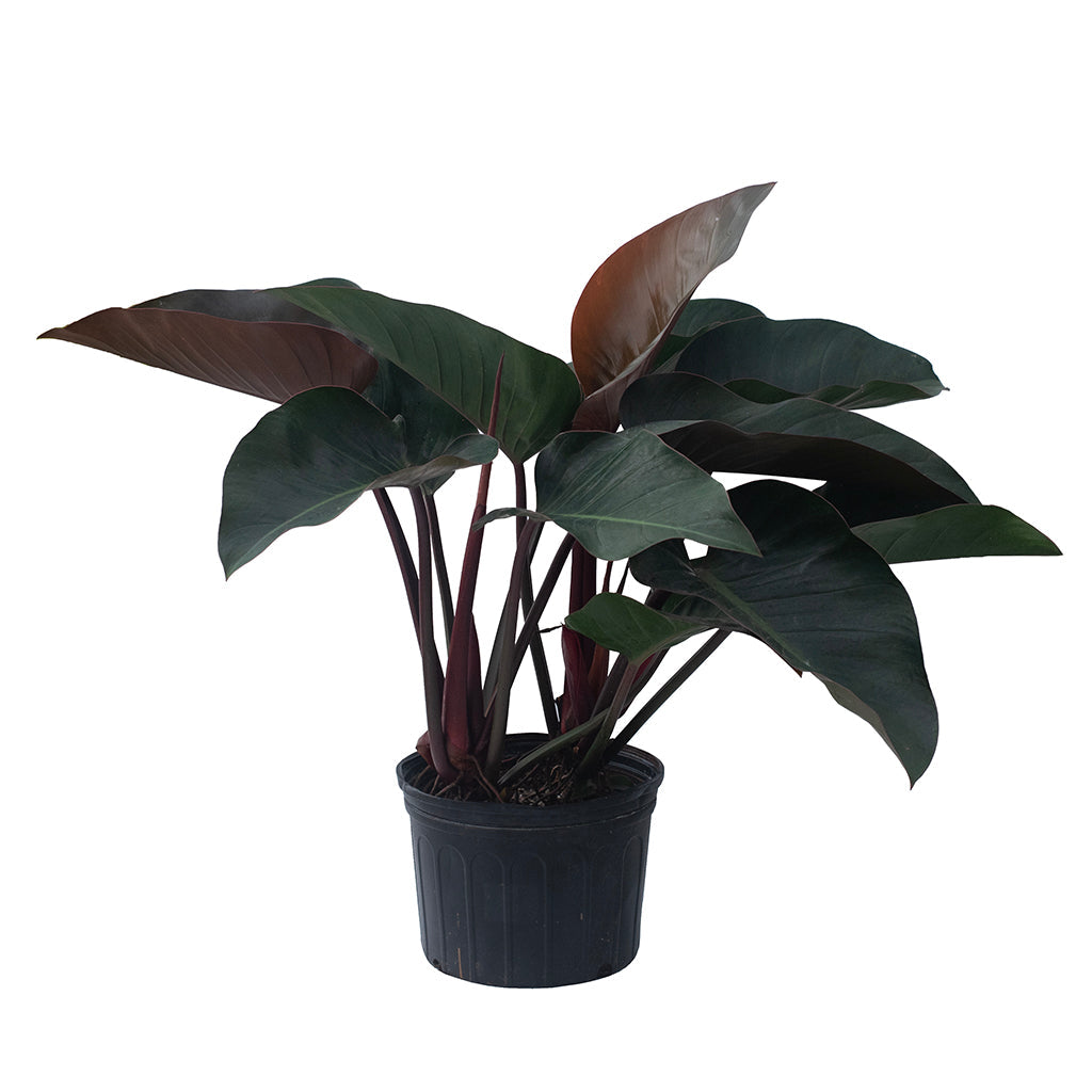philodendron congo cats Philodendron/Red Congo 10"