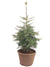 White Fir - Live Potted Christmas Tree - 80 cm