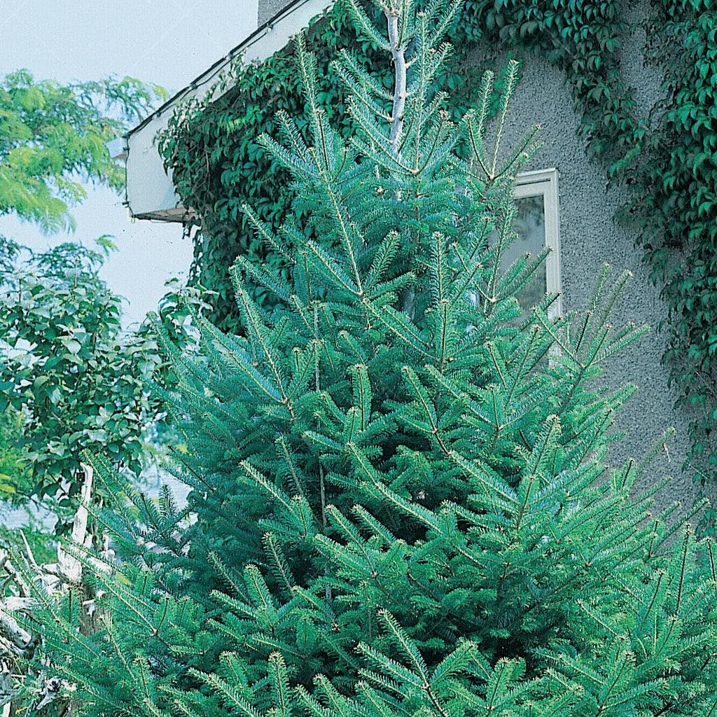 Norway Spruce - Live Potted Christmas Tree - 125 cm