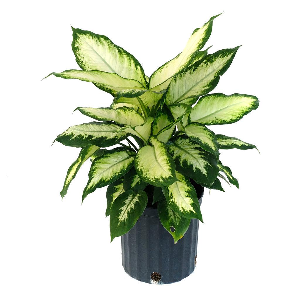 Dieffenbachia Camille 10"