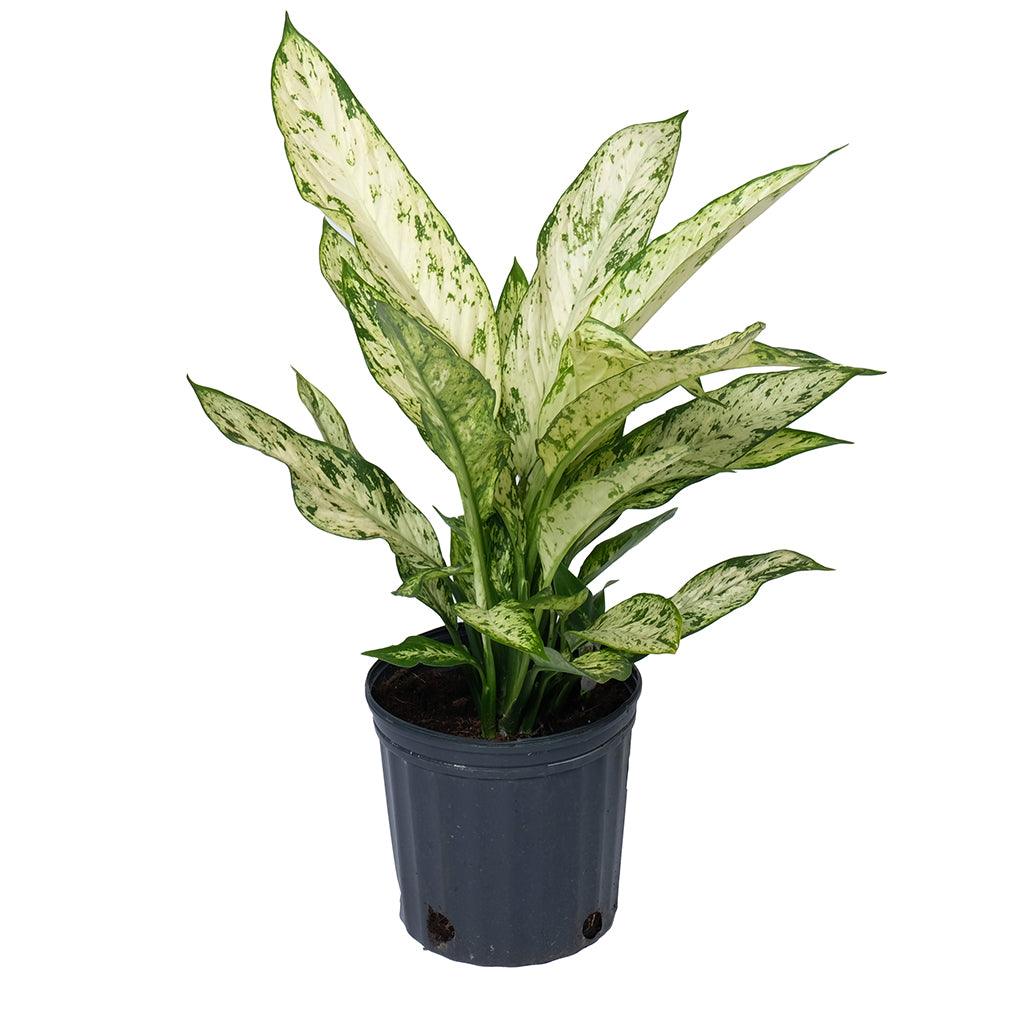 Dieffenbachia Vesuvius