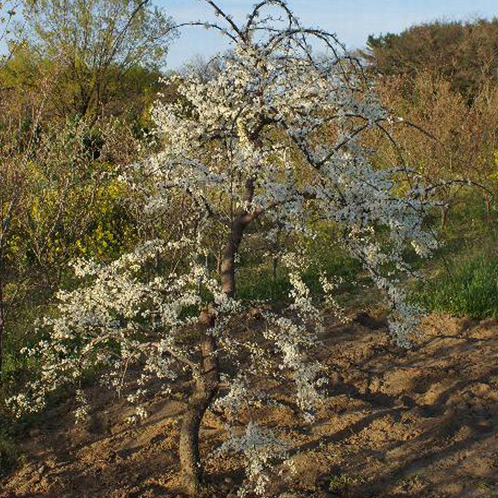 Vanilla Twist Weeping Redbud