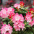 Dandy Man Color Wheel® Rhododendron PW® # 2 Container