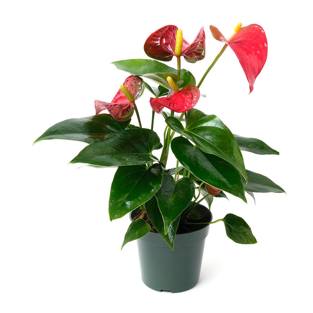 Anthurium/Flamingo Flower Assorted 4"