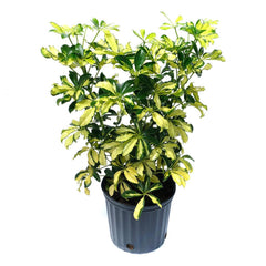 schefflera arboricola trinette bush Schefflera Trinette Bush 10"