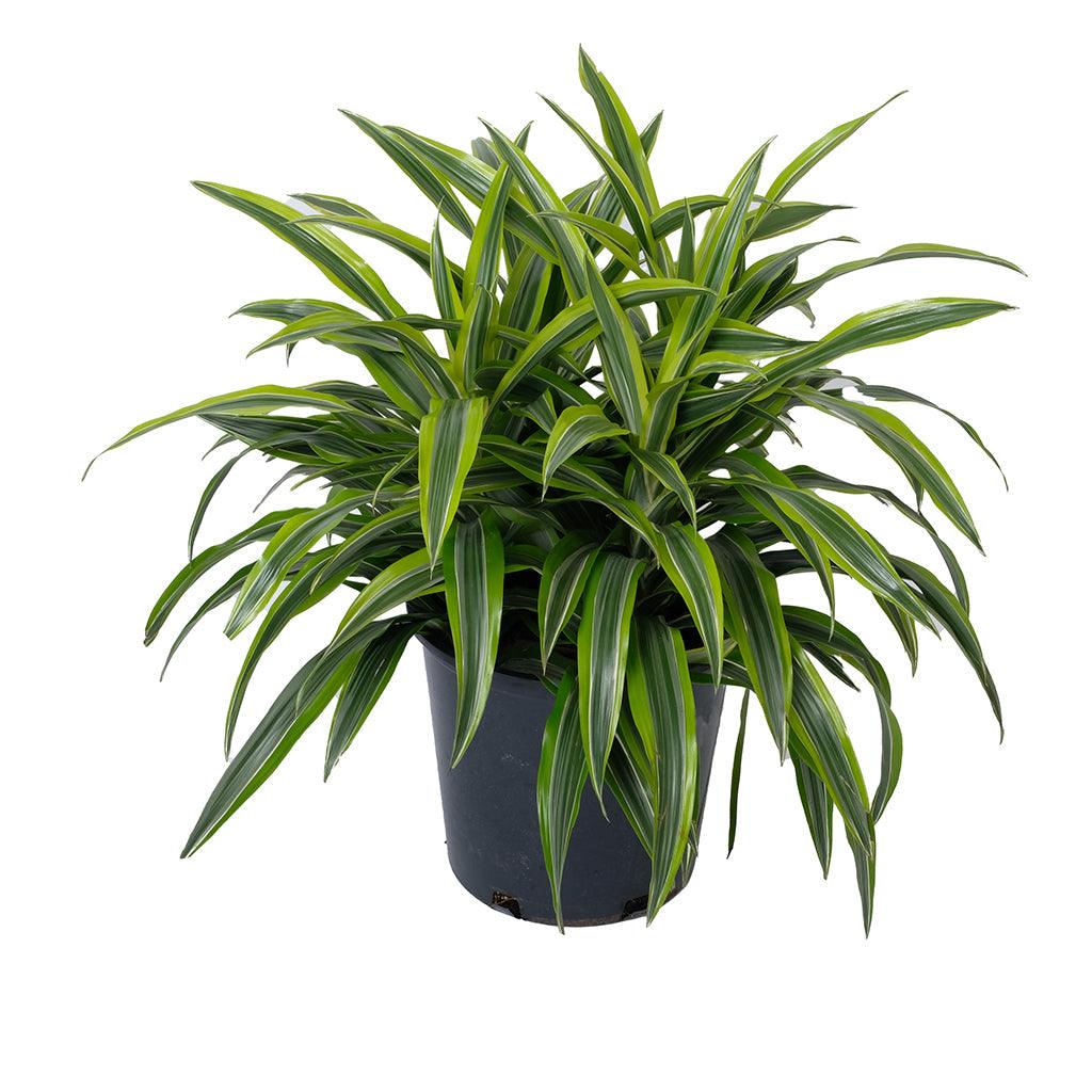 Dracaena Warneckii/Striped Goldstar 14"