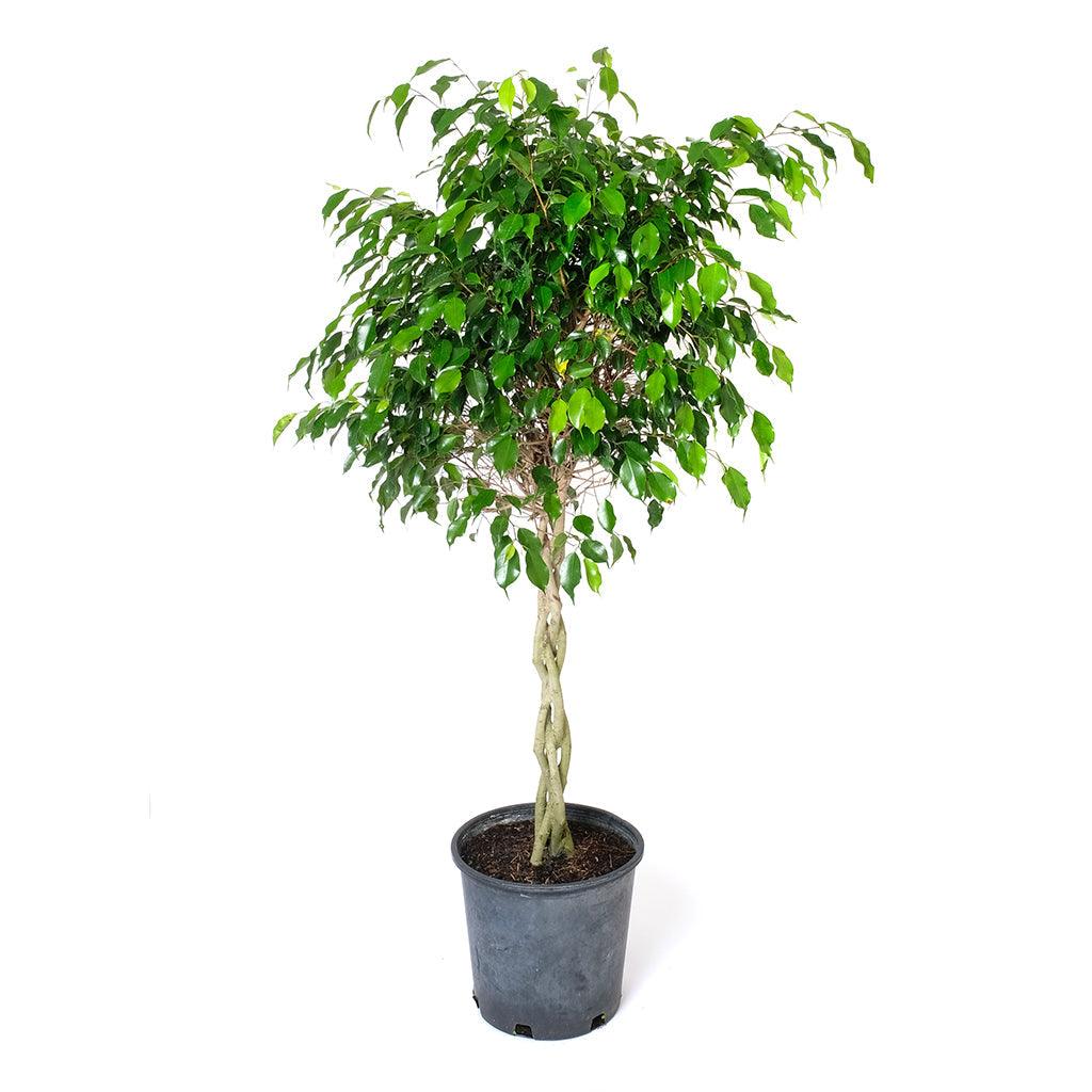 Ficus/Weeping Fig Wintergreen (Braid) 14"