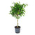 Ficus/Weeping Fig Wintergreen (Braid) 14"