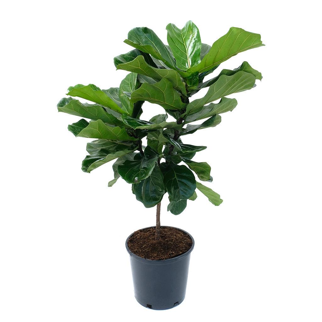 Ficus/Fiddle-Leaf Fig Lyrata (Standard) 14&quot;