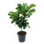 Ficus/Fiddle-Leaf Fig Lyrata (Standard) 14"