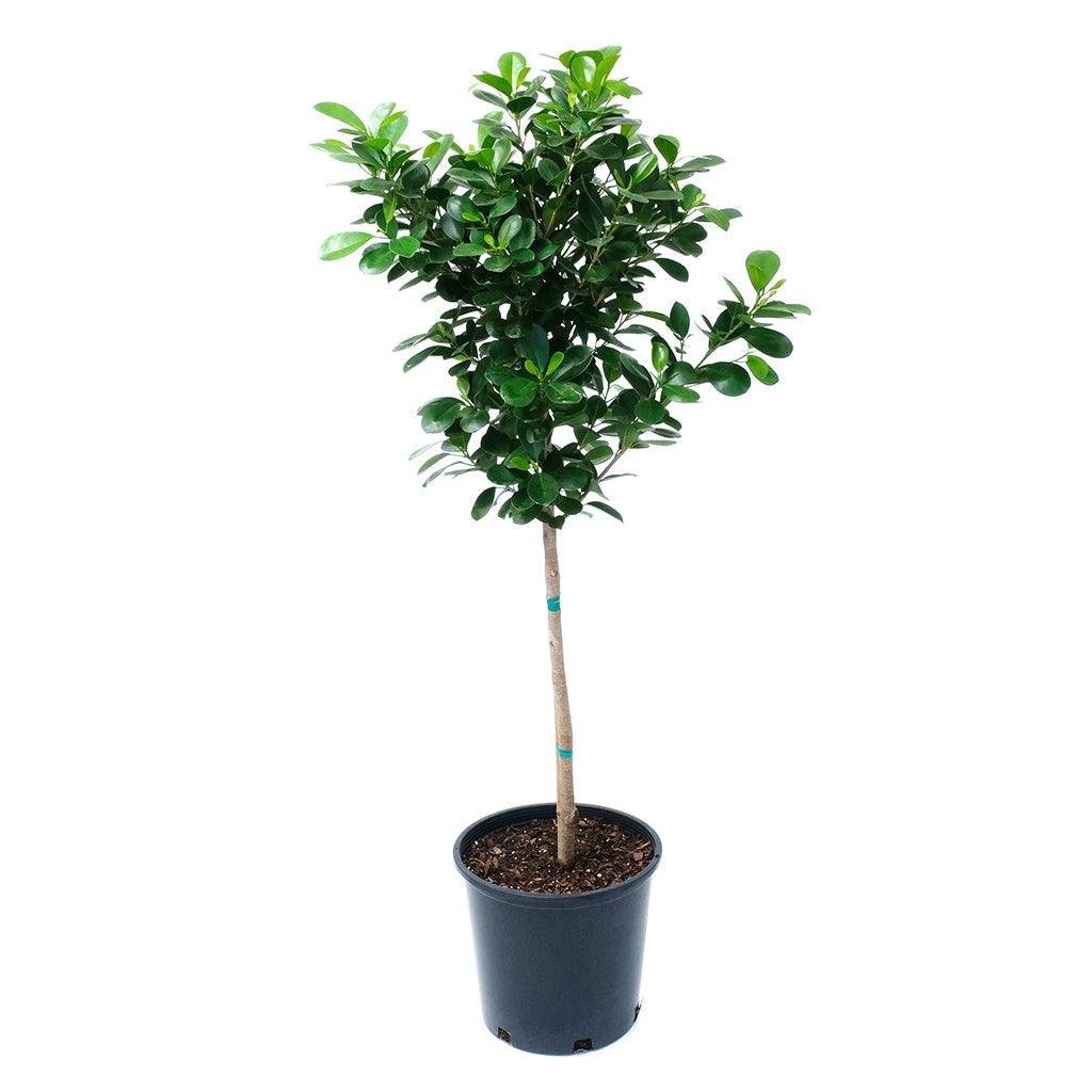 Ficus/Chinese Banyan Fig Moclame (Standard) 14"