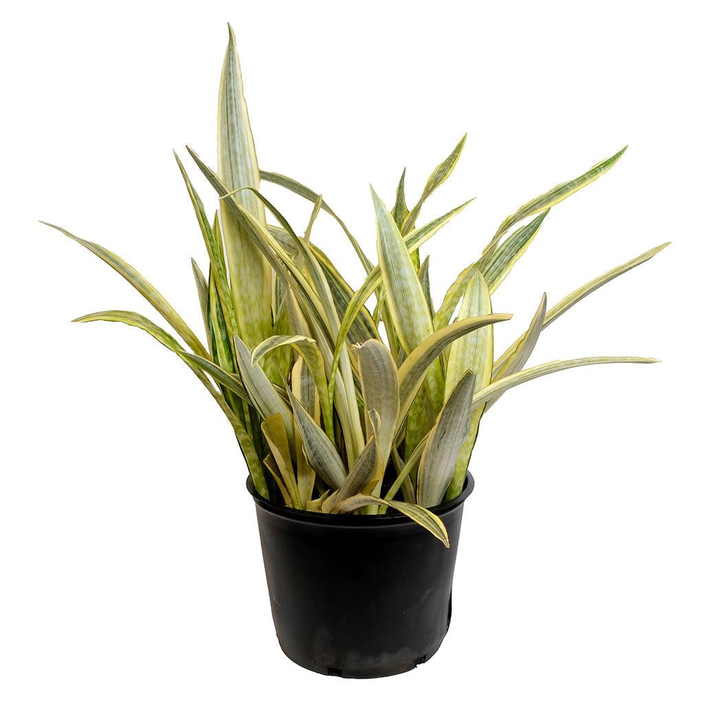 Sansevieria/Snake Plant Lauren