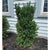 Harness its strength as a wind screen, protecting your garden from strong gusts while adding a touch of natural beauty. With its dense foliage, it's also ideal for mass plantings, transforming your garden into a lush and captivating oasis. Don't forget the occasional pruning, as it helps maintain its elegant form. This yew exhibits remarkable drought tolerance, ensuring it remains resilient during dry periods. Spreads 200cm by 125cm, ideal for zones 5-9. 