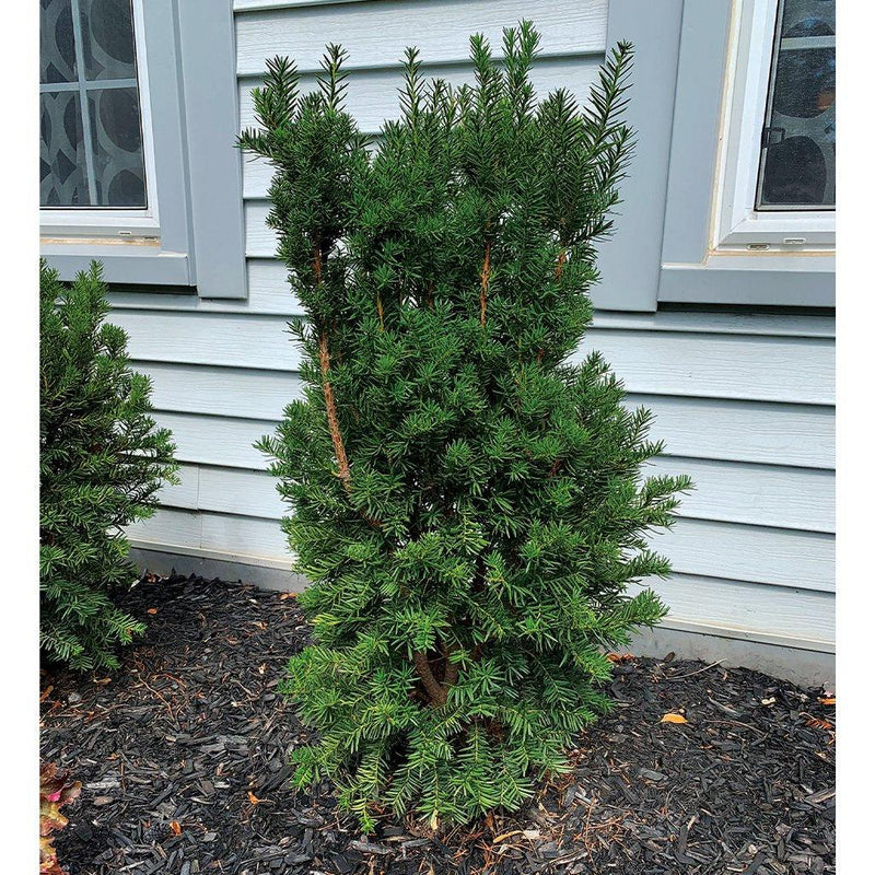 Yew Trees - Sheridan Nurseries Online