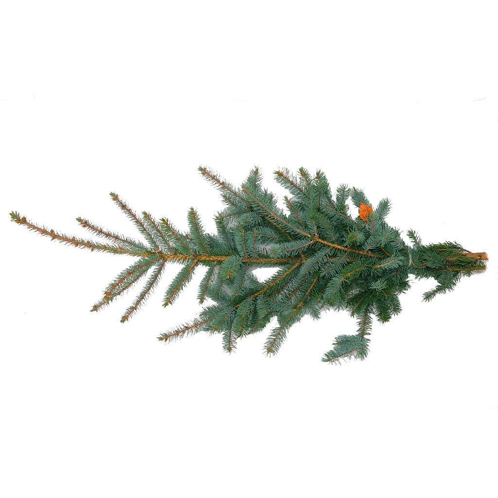 Blue Spruce Bough 3lb