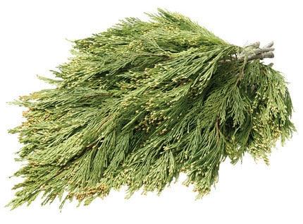 Cedar Incense (Washington) Bough