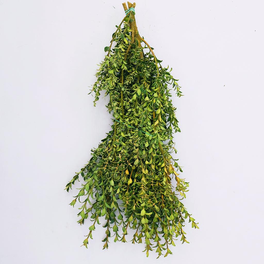 Oregonia -  Variegated Bough